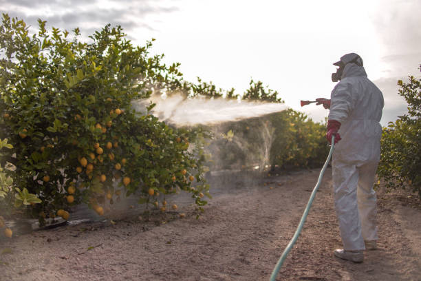 Best Local Pest Control Services  in Fairbanks Ranch, CA