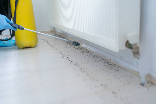 Wasp Removal Services in Fairbanks Ranch, CA